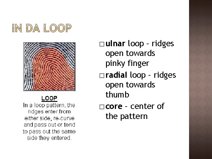 � ulnar loop – ridges open towards pinky finger � radial loop – ridges