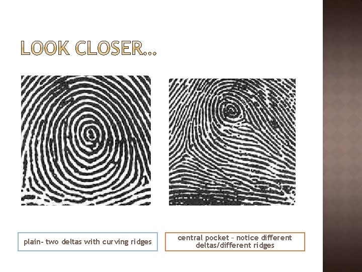 plain- two deltas with curving ridges central pocket – notice different deltas/different ridges 