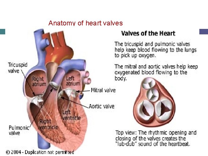 Anatomy of heart valves 