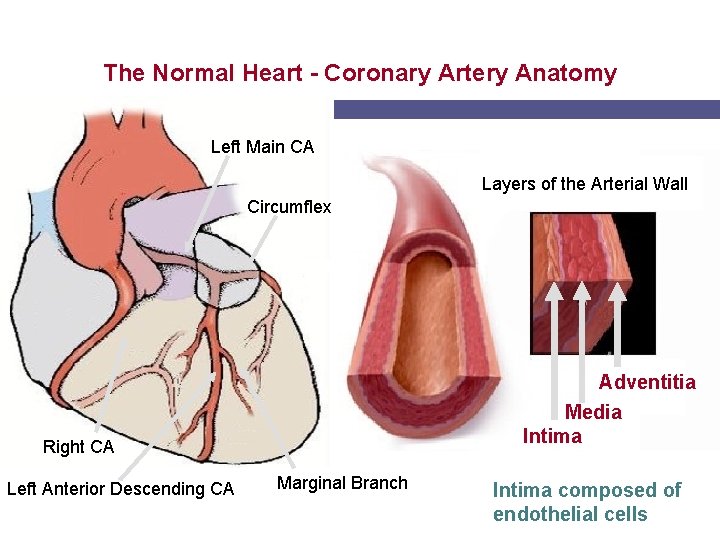 The Normal Heart - Coronary Artery Anatomy Left Main CA Layers of the Arterial