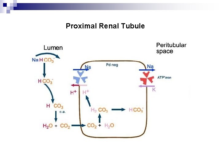 Proximal Renal Tubule 