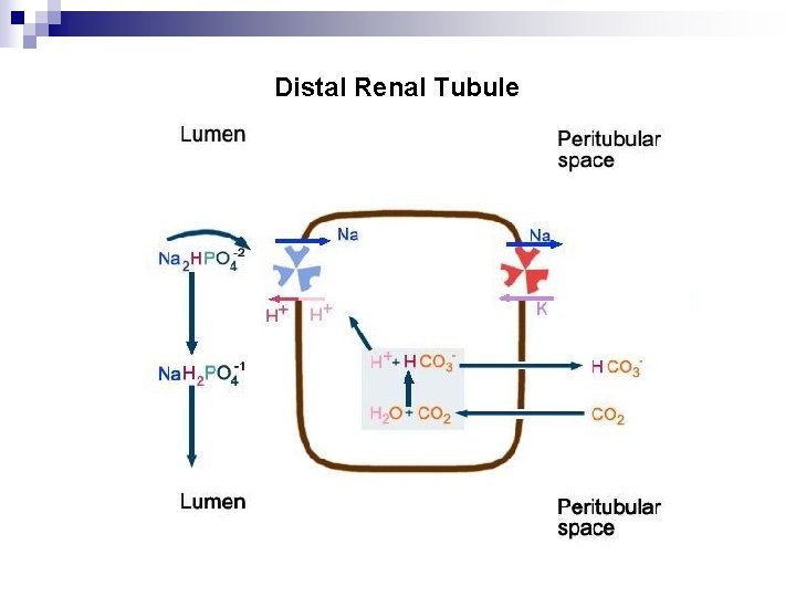 Distal Renal Tubule Distal Renal Tubule