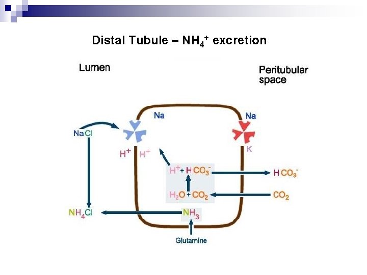 Distal Tubule – NH 4+ excretion 