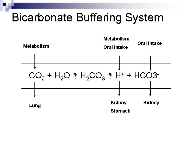 Bicarbonate Buffering System Metabolism Oral intake CO 2 + H 2 O H 2