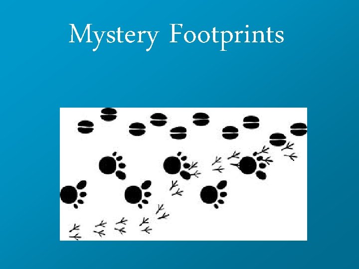 Mystery Footprints 