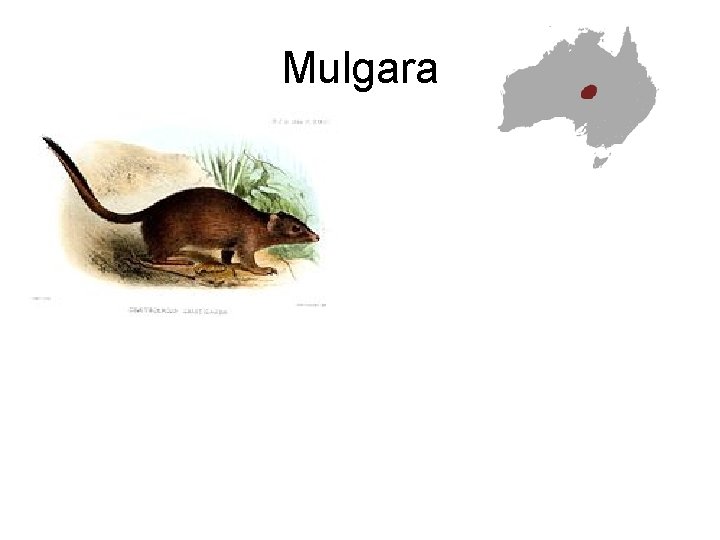 Mulgara 