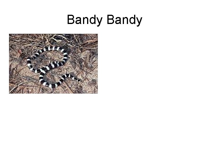 Bandy 