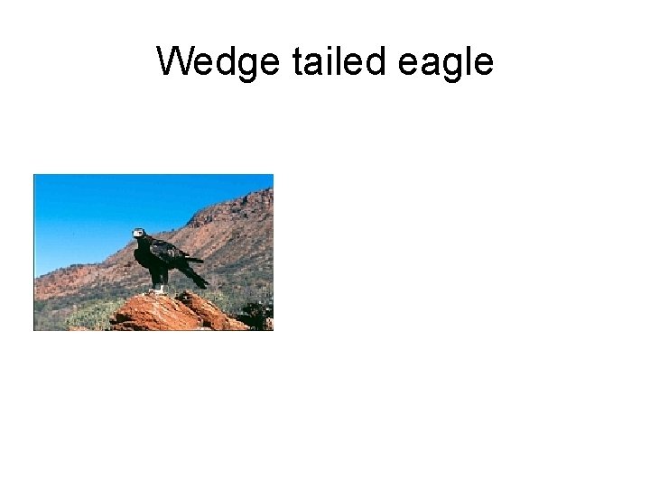 Wedge tailed eagle 