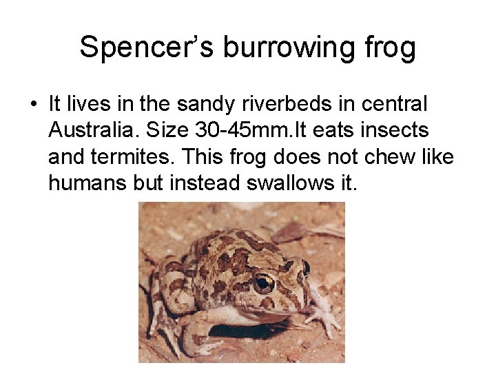 Spencer’s burrowing frog • It lives in the sandy riverbeds in central Australia. Size