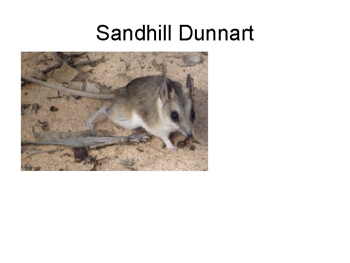 Sandhill Dunnart 