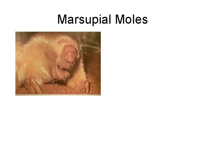 Marsupial Moles 