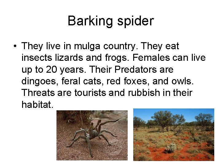 Barking spider • They live in mulga country. They eat insects lizards and frogs.