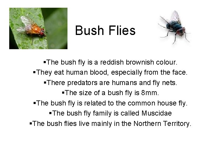 Bush Flies §The bush fly is a reddish brownish colour. §They eat human blood,