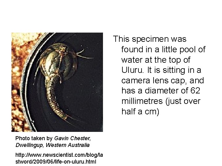 This specimen was found in a little pool of water at the top of