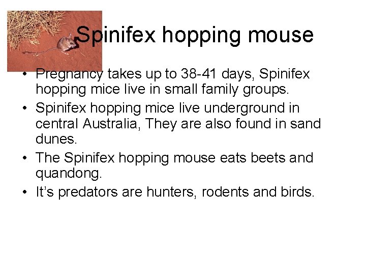 Spinifex hopping mouse • Pregnancy takes up to 38 -41 days, Spinifex hopping mice