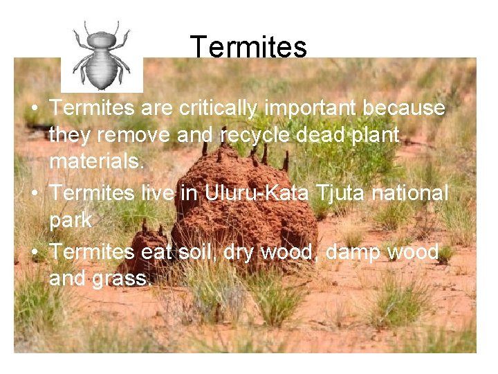 Termites • Termites are critically important because they remove and recycle dead plant materials.