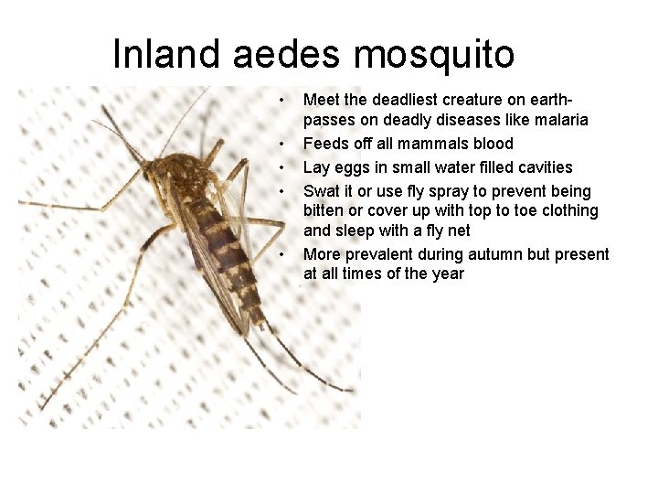 Inland aedes mosquito • • • Meet the deadliest creature on earthpasses on deadly