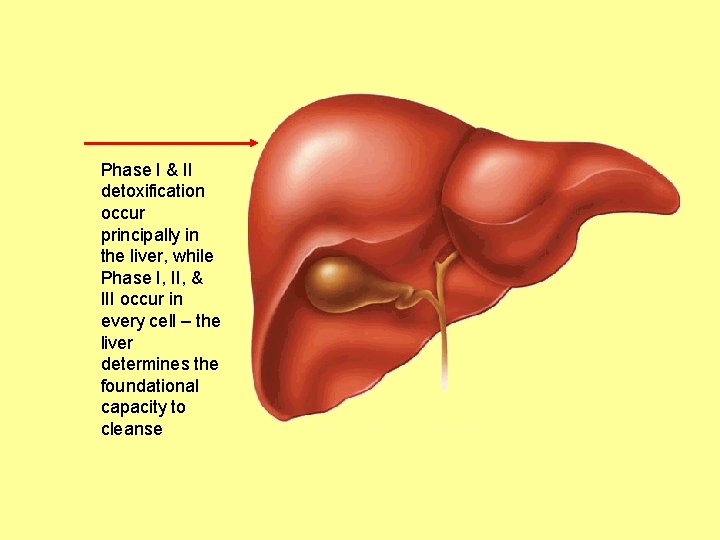 Phase I & II detoxification occur principally in the liver, while Phase I, II,