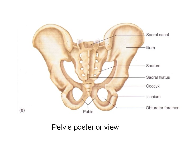 Pelvis posterior view 