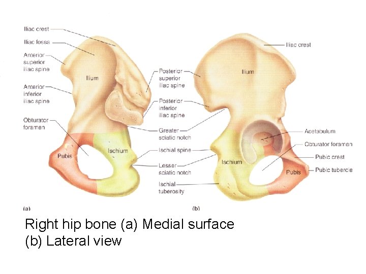 Right hip bone (a) Medial surface (b) Lateral view 