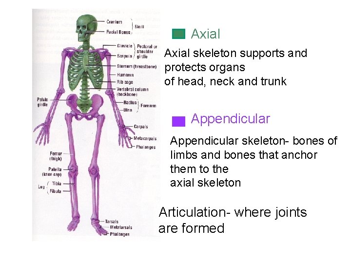 Axial skeleton supports and protects organs of head, neck and trunk Appendicular skeleton- bones