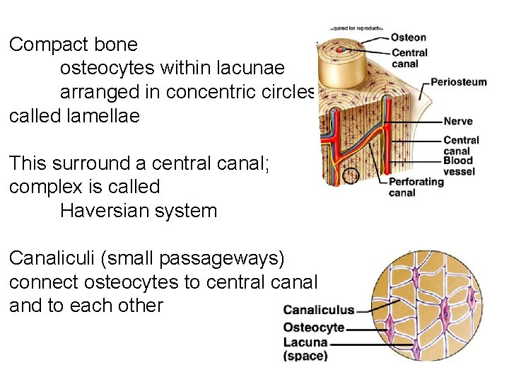 Compact bone osteocytes within lacunae arranged in concentric circles called lamellae This surround a
