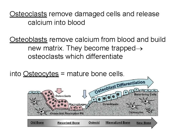 Osteoclasts remove damaged cells and release calcium into blood Osteoblasts remove calcium from blood