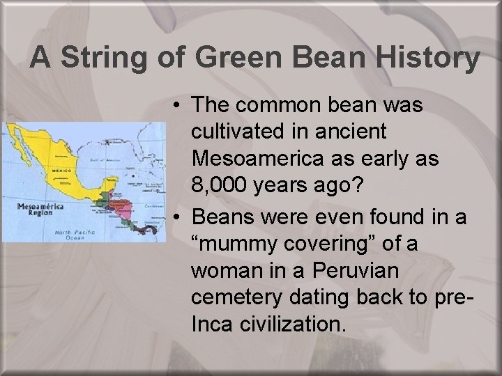 A String of Green Bean History • The common bean was cultivated in ancient