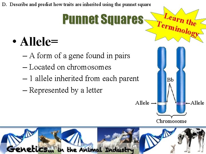 D. Describe and predict how traits are inherited using the punnet square Punnet Squares