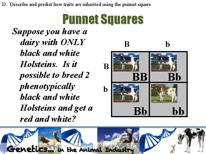 D. Describe and predict how traits are inherited using the punnet square Punnet Squares