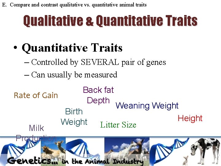 E. Compare and contrast qualitative vs. quantitative animal traits Qualitative & Quantitative Traits • E. Compare and contrast qualitative vs. quantitative animal traits Qualitative & Quantitative Traits •