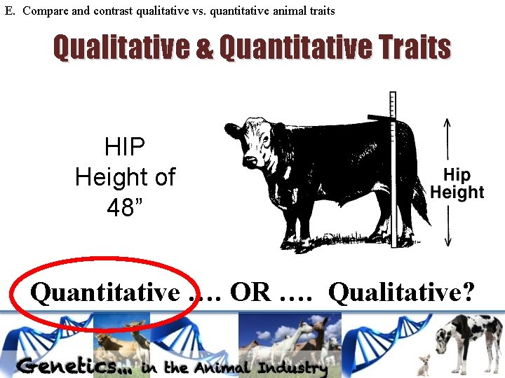 E. Compare and contrast qualitative vs. quantitative animal traits Qualitative & Quantitative Traits HIP E. Compare and contrast qualitative vs. quantitative animal traits Qualitative & Quantitative Traits HIP