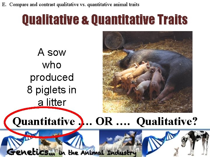 E. Compare and contrast qualitative vs. quantitative animal traits Qualitative & Quantitative Traits A