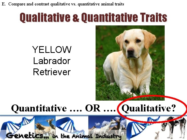E. Compare and contrast qualitative vs. quantitative animal traits Qualitative & Quantitative Traits YELLOW E. Compare and contrast qualitative vs. quantitative animal traits Qualitative & Quantitative Traits YELLOW