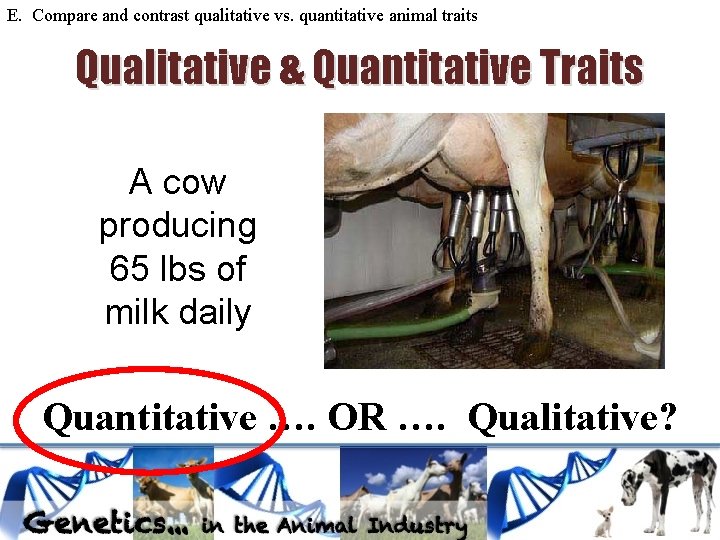 E. Compare and contrast qualitative vs. quantitative animal traits Qualitative & Quantitative Traits A E. Compare and contrast qualitative vs. quantitative animal traits Qualitative & Quantitative Traits A