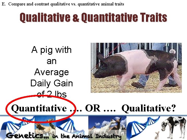 E. Compare and contrast qualitative vs. quantitative animal traits Qualitative & Quantitative Traits A E. Compare and contrast qualitative vs. quantitative animal traits Qualitative & Quantitative Traits A