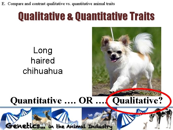 E. Compare and contrast qualitative vs. quantitative animal traits Qualitative & Quantitative Traits Long E. Compare and contrast qualitative vs. quantitative animal traits Qualitative & Quantitative Traits Long