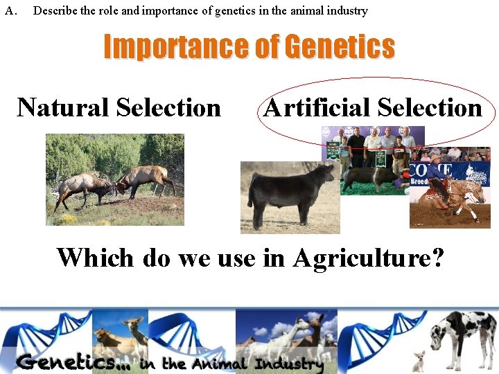 A. Describe the role and importance of genetics in the animal industry Importance of A. Describe the role and importance of genetics in the animal industry Importance of