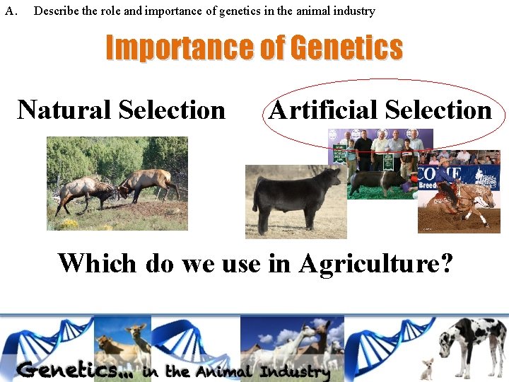 A. Describe the role and importance of genetics in the animal industry Importance of