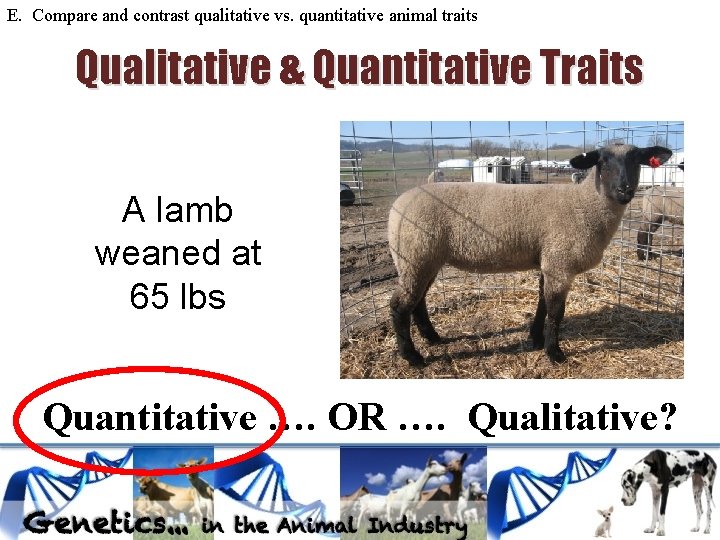 E. Compare and contrast qualitative vs. quantitative animal traits Qualitative & Quantitative Traits A E. Compare and contrast qualitative vs. quantitative animal traits Qualitative & Quantitative Traits A