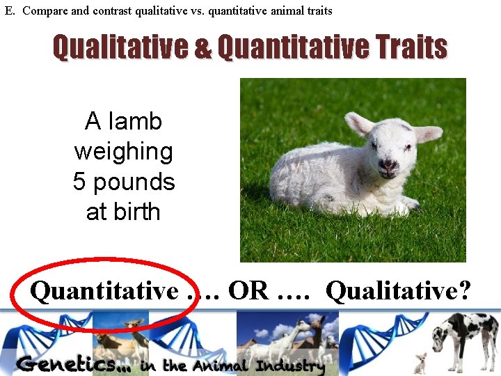 E. Compare and contrast qualitative vs. quantitative animal traits Qualitative & Quantitative Traits A