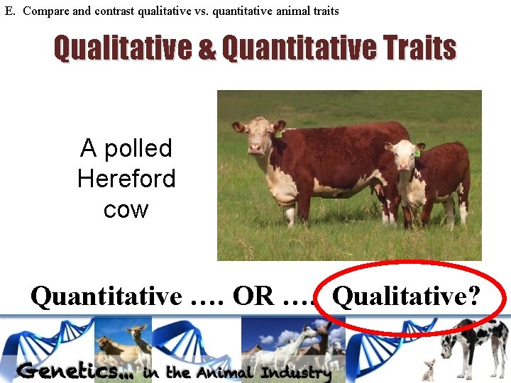 E. Compare and contrast qualitative vs. quantitative animal traits Qualitative & Quantitative Traits A E. Compare and contrast qualitative vs. quantitative animal traits Qualitative & Quantitative Traits A