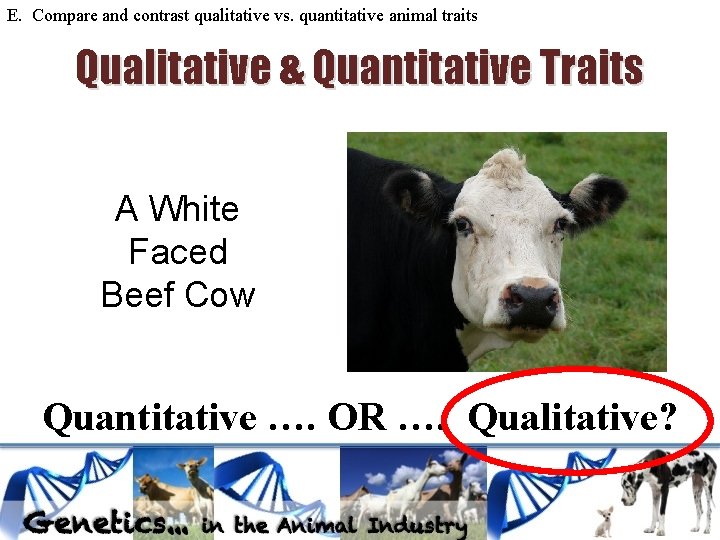 E. Compare and contrast qualitative vs. quantitative animal traits Qualitative & Quantitative Traits A E. Compare and contrast qualitative vs. quantitative animal traits Qualitative & Quantitative Traits A
