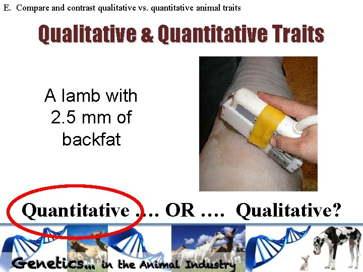 E. Compare and contrast qualitative vs. quantitative animal traits Qualitative & Quantitative Traits A E. Compare and contrast qualitative vs. quantitative animal traits Qualitative & Quantitative Traits A
