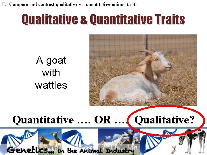 E. Compare and contrast qualitative vs. quantitative animal traits Qualitative & Quantitative Traits A E. Compare and contrast qualitative vs. quantitative animal traits Qualitative & Quantitative Traits A