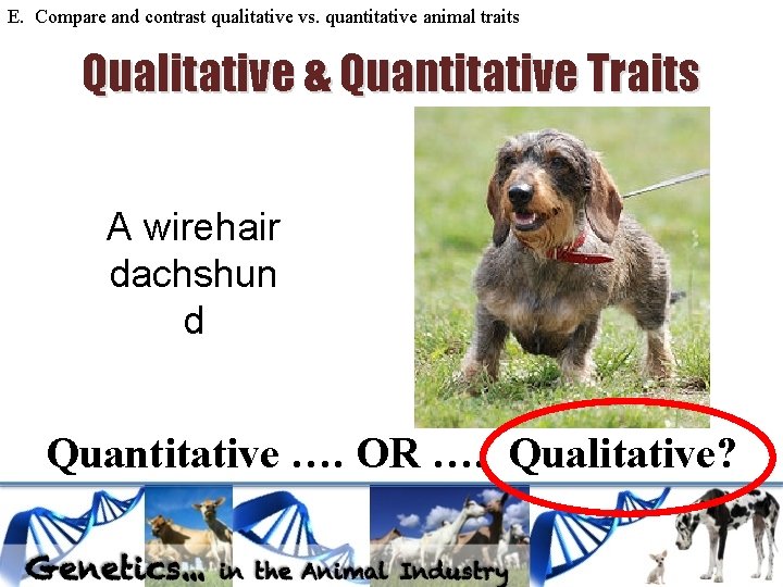 E. Compare and contrast qualitative vs. quantitative animal traits Qualitative & Quantitative Traits A E. Compare and contrast qualitative vs. quantitative animal traits Qualitative & Quantitative Traits A
