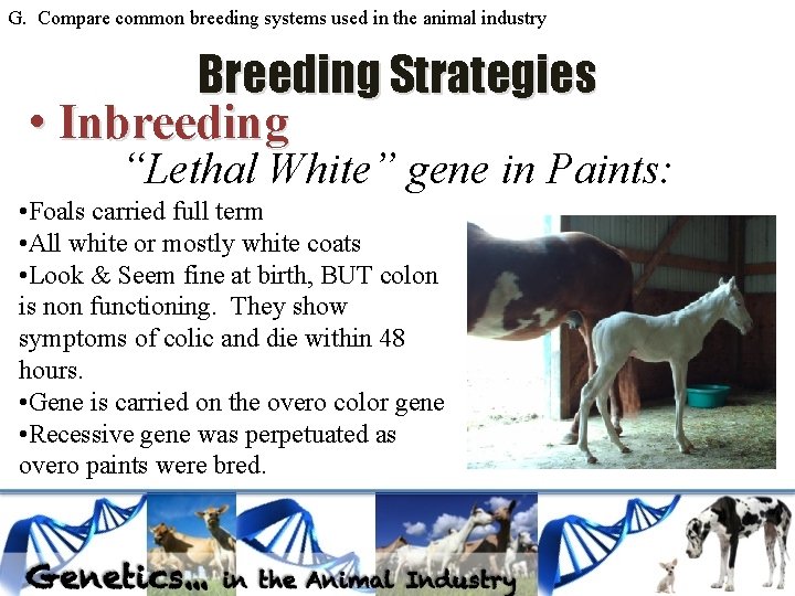 G. Compare common breeding systems used in the animal industry Breeding Strategies • Inbreeding