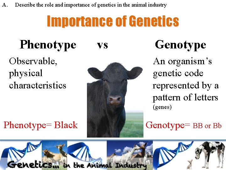 A. Describe the role and importance of genetics in the animal industry Importance of