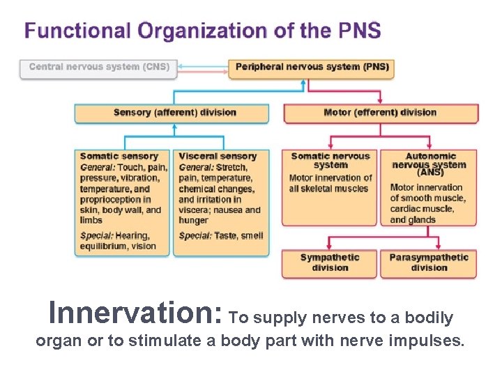 Innervation: To supply nerves to a bodily organ or to stimulate a body part