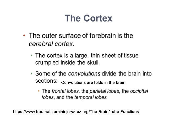 Convolutions are folds in the brain https: //www. traumaticbraininjuryatoz. org/The-Brain/Lobe-Functions 